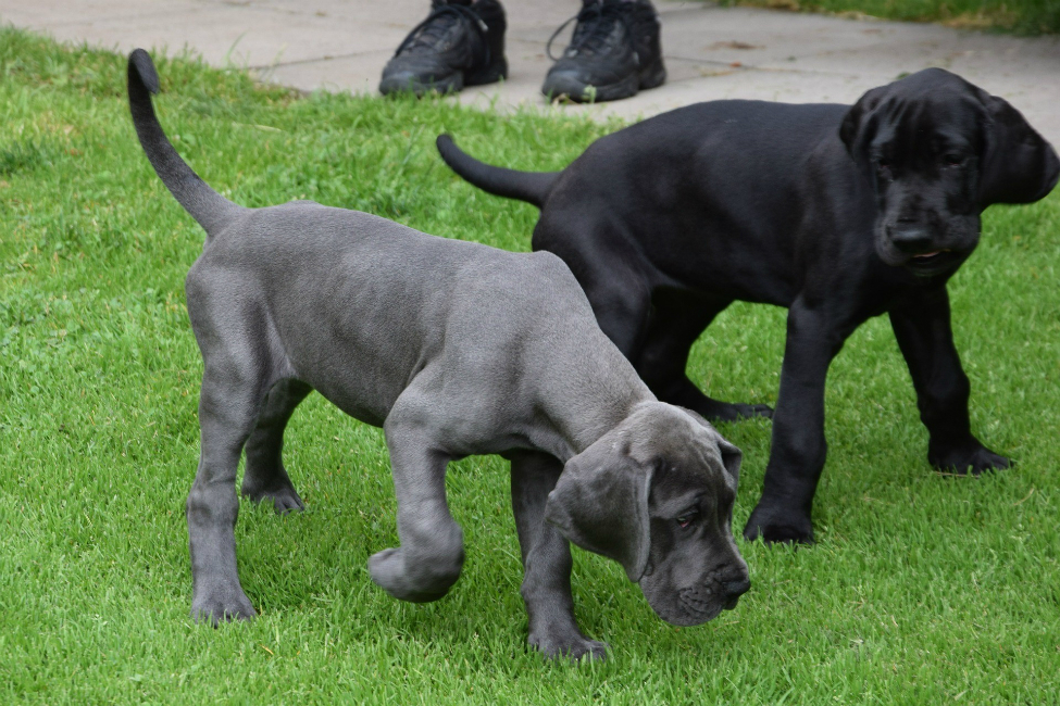 blue great dane puppy playing with a black great dane puppy