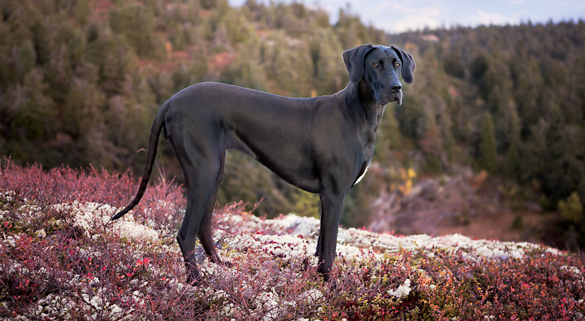 great dane standing on a hill